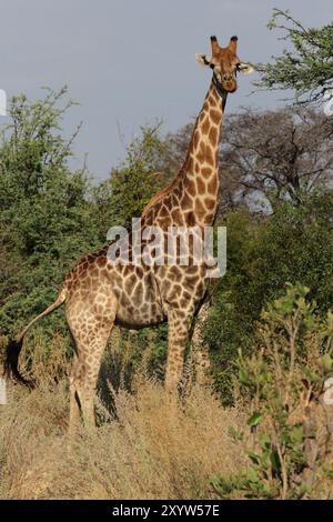 Giraffa (Giraffa camelopardalis) nel Delta dell'Okavango in Botswana Foto Stock