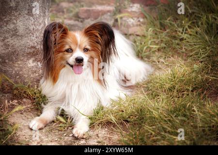 Ritratto del cane di razza papillon che giace sull'erba Foto Stock