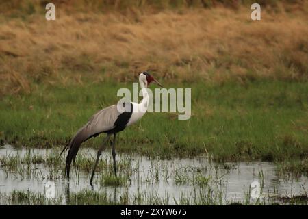 Gru ondulata (Bugeranus carunculatus) nel delta dell'Okavango, Botswana, Africa Foto Stock