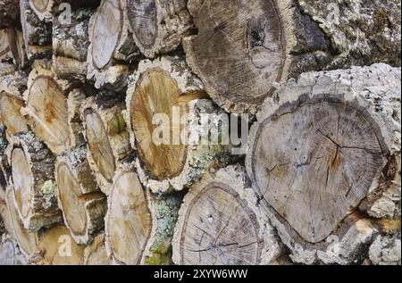 Holzstapel Korkeiche, Holzstapel aus Korkeiche 02 Foto Stock