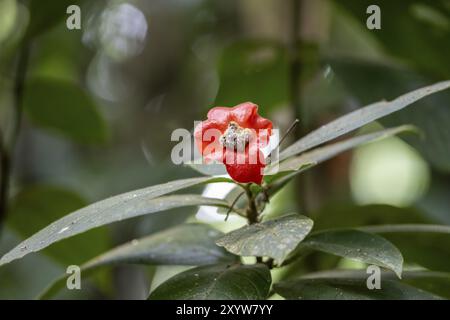 Bacio bocca pianta (Palicourea elata), precedentemente (Psychotria elata), pianta con fiore rosso, Parco Nazionale del Corcovado, Penisola osa, Provincia di Puntarena Foto Stock