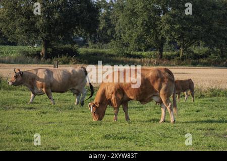 Due mucche che pascolano su un prato verde con alberi sullo sfondo, borken, muensterland, germania Foto Stock