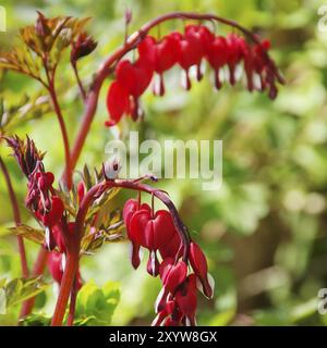 Innaffiare il cuore, sanguinare il cuore 07 Foto Stock