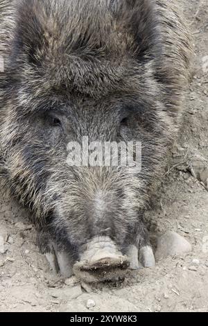Cinghiale stanco Foto Stock