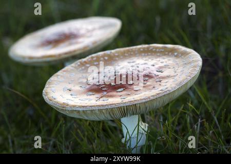 Due agariche a mosca (Amanita muscaria) in un prato Foto Stock