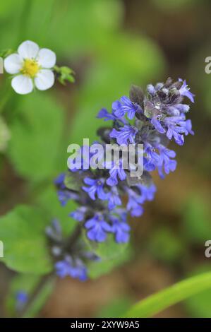 Fioritura del bugle blu Foto Stock