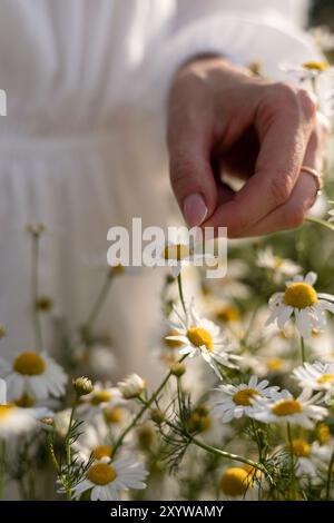 Daisy Petals. Raccolta di erbe medicinali. Tè di camomilla, benefici per la salute. Foto di alta qualità Foto Stock