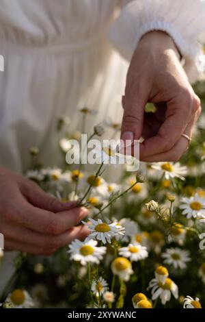 Daisy Petals. Raccolta di erbe medicinali. Tè di camomilla, benefici per la salute. Foto di alta qualità Foto Stock