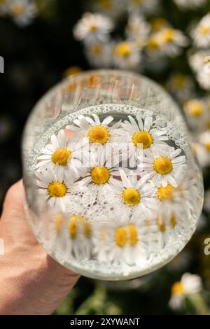 Daisy Petals. Raccolta di erbe medicinali. Tè di camomilla, benefici per la salute. Foto di alta qualità Foto Stock