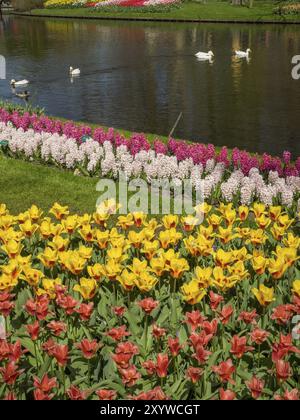 Tulipani gialli e rossi e giacinti sulla riva di uno stagno con anatre che nuotano in acqua, Amsterdam, Paesi Bassi Foto Stock