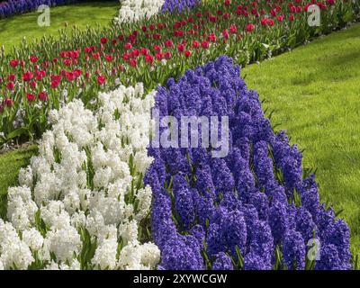 Un'aiuola curva con tulipani rossi, giacinti bianchi e blu su un prato verde, Amsterdam, Paesi Bassi Foto Stock