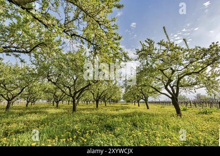 Frutteto al tramonto con leoni in fiore Foto Stock