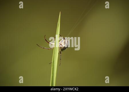 Crociera trasversale su una lama d'erba al lavoro (produzione di una filettatura filata) Foto Stock