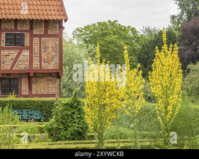 Vista dettagliata di un giardino fiorito con alti fiori gialli e della casa in legno sullo sfondo, ystad, svezia, Mar baltico, scandinavia Foto Stock