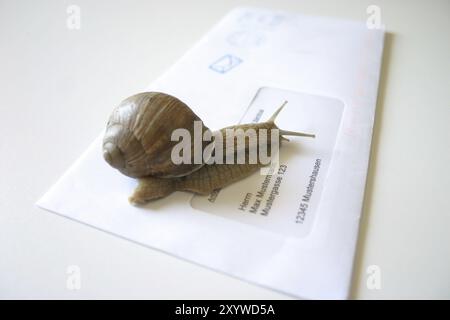 Lumaca del vigneto su una busta Foto Stock