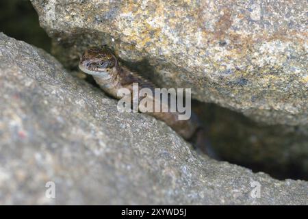 Lacerta agilis, lucertola di sabbia tra pietre, lucertola di sabbia tra pietre Foto Stock