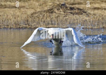 Cigno muto in lotta in primavera. Cigno muto durante la stagione riproduttiva Foto Stock