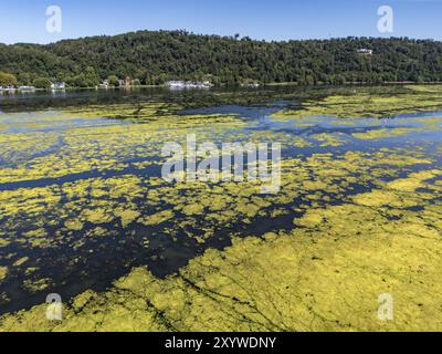 Alghe, Elodea, una specie invasiva, tappeto verde di piante sul lago Baldeney ad Essen, la pianta acquatica a rapida crescita prolifera in gran parte Foto Stock