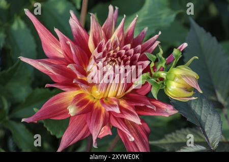 Foto macro di una dahlia con petali rosa e gialli e boccioli di fiori verdi, legden, Muensterland, germania Foto Stock