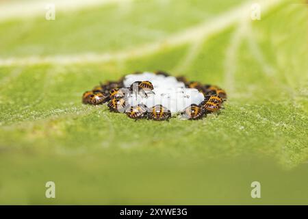 Primo piano di insetti comuni appena nati (Pyrrholcoris apteus) sul lato inferiore di una foglia di girasole Foto Stock