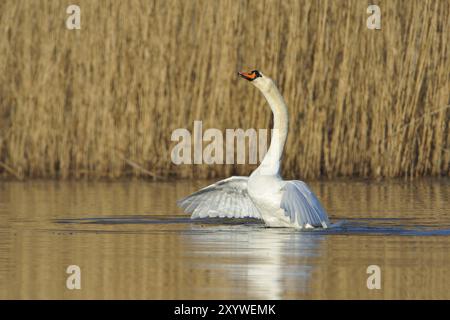 Mute Swan durante la stagione degli accoppiamenti Foto Stock