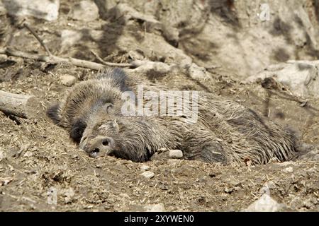 Cinghiale addormentato Foto Stock
