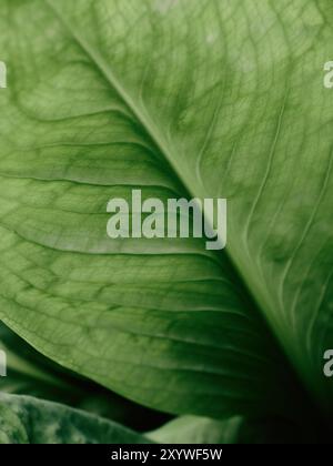 Un dettaglio verde di foglie botaniche con venature da vicino sfondo naturale - idrib di flora naturale Foto Stock