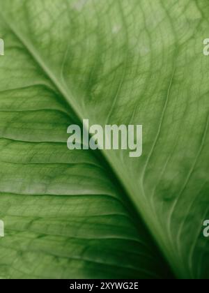 Un dettaglio verde di foglie botaniche con venature da vicino sfondo naturale - idrib di flora naturale Foto Stock