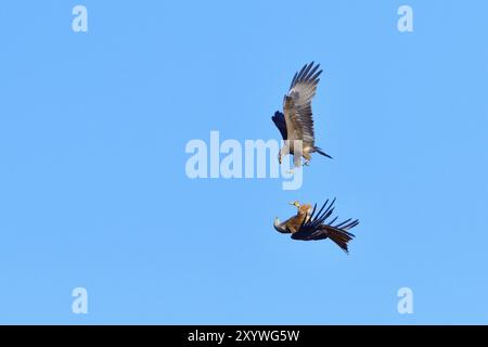 Aquilone rosso in combattimento aereo con un aquilone nero. Aquilone nero e aquilone rosso in combattimento aereo, difesa dell'area Foto Stock