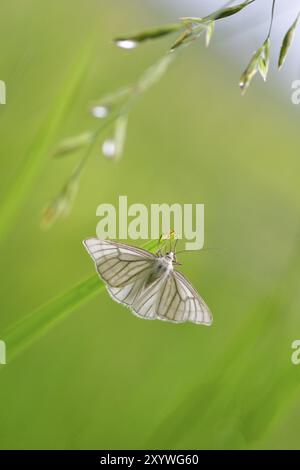 Falena di fieno dura su una lama d'erba. Siona lineata, la falena venata nera su un prato Foto Stock