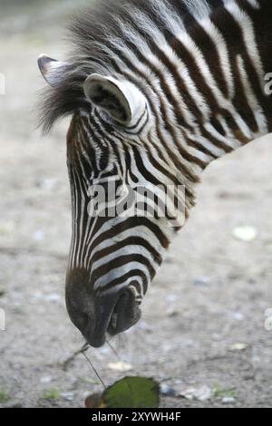 Zebra di Grant (Equus burchelli granti) Foto Stock