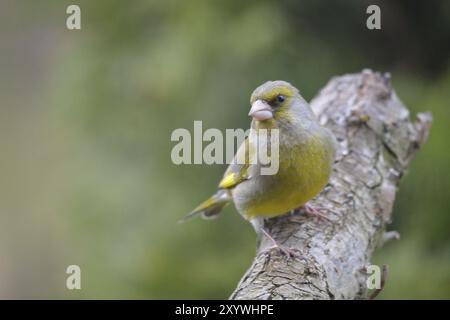 Greenfinch che cerca cibo. Verdaino europeo su un albero Foto Stock