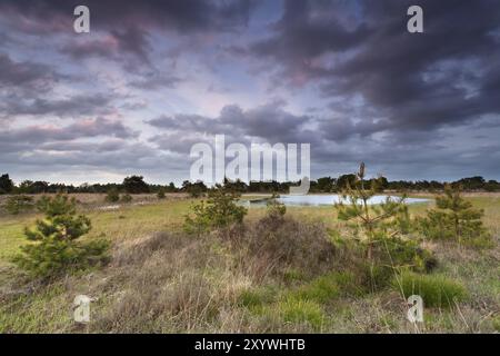 Splendido tramonto sulla palude di conifere, Paesi Bassi Foto Stock