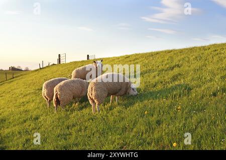 Pecore che pascolano su pascoli verdi primaverili, Olanda Foto Stock