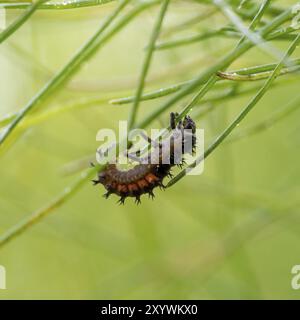 Larva dello scarabeo asiatico su una pianta di finocchio di fronte a uno sfondo verde sfocato Foto Stock