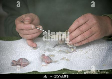 Dare da mangiare alle ragazze budgie Foto Stock