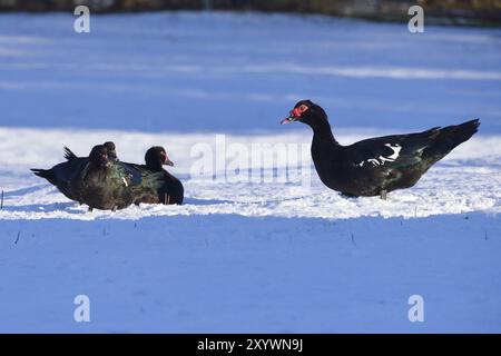 Anatra moscovita in una fattoria in inverno Foto Stock