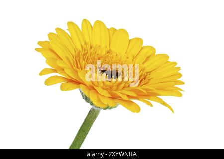 gerbera gialla, primo piano Foto Stock