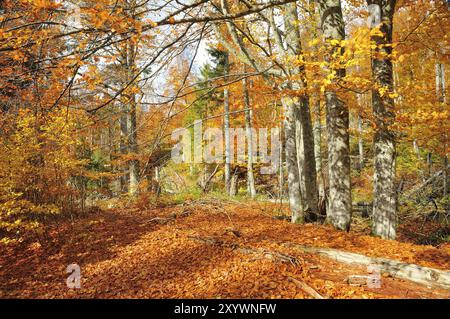 Il Kleine OHE nella foresta bavarese, in autunno. Deadwood su Lusen, nella foresta bavarese Foto Stock