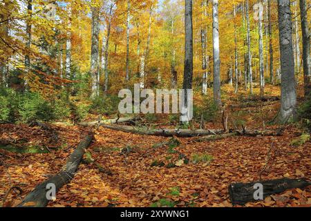 Il Kleine OHE nella foresta bavarese, in autunno. Deadwood su Lusen, nella foresta bavarese Foto Stock