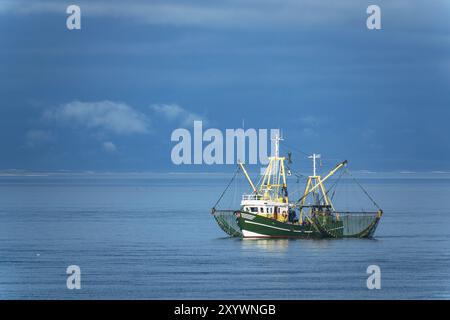 Tagliere di granchio sul Mare del Nord al largo dell'isola di Foehr Foto Stock