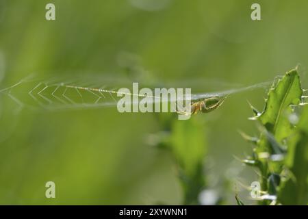 Ragno di zucca durante la caccia. Ragno verde cetriolo su una pianta Foto Stock