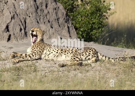 Cheetah che prende il sole nella riserva di Moremi in Botswana Foto Stock