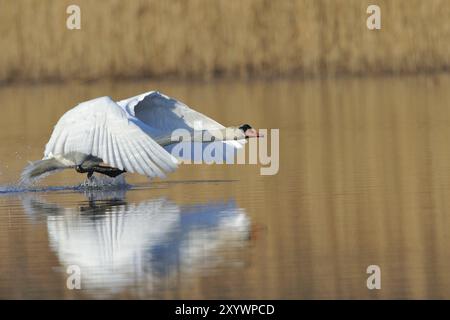 Cigno muto, Cygnus olor, cigno muto Foto Stock