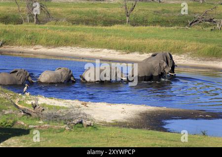 Branco di elefanti sul fiume Boteti Foto Stock