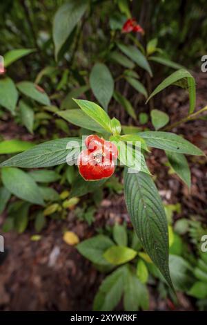 Bacio bocca pianta (Palicourea elata), precedentemente (Psychotria elata), pianta con fiore rosso, Parco Nazionale del Corcovado, Penisola osa, Provincia di Puntarena Foto Stock