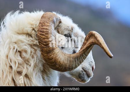 Primo piano di un ariete con imponenti corna di fronte a un paesaggio montuoso, Lefka Ori, White Mountains, massiccio montuoso, ovest, Creta, Grecia, Europa Foto Stock