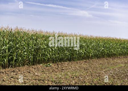 Immagine simbolica, energie rinnovabili, piante di granturco, piante di biogas, granturco da alimentazione, nuvole, immaturo, Baden-Wuerttemberg, Germania, Europa Foto Stock