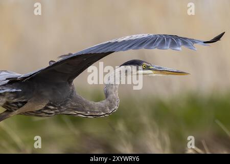 Great Blue Heron (Ardea herodias) è il più grande airone americano che caccia piccoli pesci, insetti, roditori, rettili, piccoli mammiferi, uccelli e soprattutto duc Foto Stock