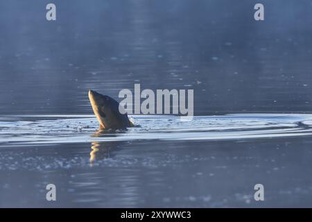 Carpa, Cyprinus carpio, Lusazia superiore, Carpa, Lusazia superiore Foto Stock